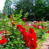 「相模原北公園」は今、85種の「バラ」が豪華リレー中！！