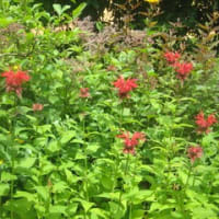 午後会議出席　寄せ植え＆ポット苗を鉢植えに