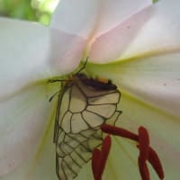 ササユリの花咲く：ウスバシロチョウ付き