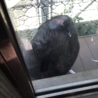 サービス精神旺盛すぎ、な福岡市動物園のチンパンジー