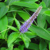 河東碧梧桐／夏断(げだち)して仏の痩を思ひけり
