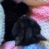 #おねぼーぼー