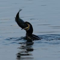 Miraculous Moment: A Cormorant Swallows a Black Bass at Lake Kawaguchi at Dawn