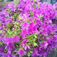 うぐいすの花便り