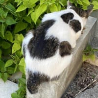 朝ウォーキングの風景。令和7年7月21日。寝ていたシロネコが追って来たww
