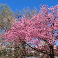 花散歩・春晴れの桜