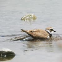 コチドリの水浴び　諏訪湖にて