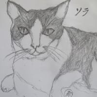 ハチワレ(=^・^=)　ソラ