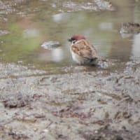泥水をすする