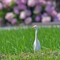 アマサギ
