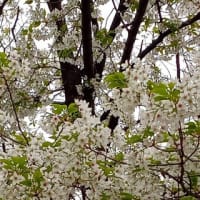 鴨川の桜　満開です　🌸🌸