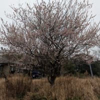 感謝する日