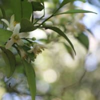 短歌の作り方のコツ 中学生や初心者でも簡単に どこまでいきる 短歌の作り方のコツ 中学生や初心者でも簡単に どこまでいきる
