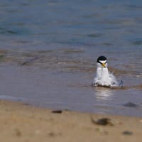 コアジサシ海水浴