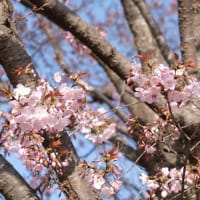 「仙台屋」三分咲き