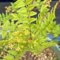 八重桜が満開