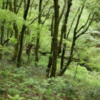 西中国山地の秘境にて