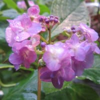 紫陽花「九重の桜」　4