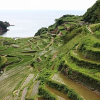 入院治療の前に少しだけ花散策！（ムヨウランと浜野浦の棚田！）