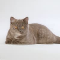 2022 Toyo Fukuda U.F.P Kitten Photo 