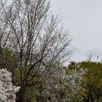 小石川植物園　ニワザクラの花　　　　24