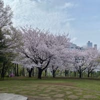 散歩コースの桜