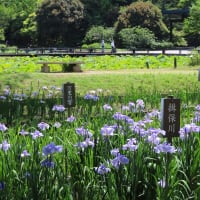 「万博記念公園」平和のバラ園～はす池でスイレン・花しょうぶ田♪