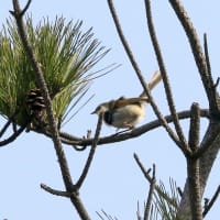 05/26鳥記録写真：はまゆう公園の鳥たち（ウグイス、ホオジロ、ムクドリ、カワラヒワ、）
