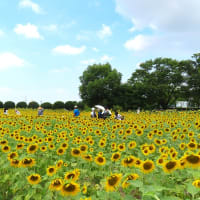 和泉リサイクル公園のひまわり　２０２５