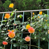 五月の薔薇に滑り込む／温室の熱帯