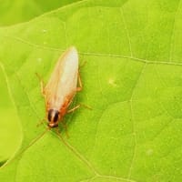水戸の昆虫(16)