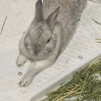 夏がきた？