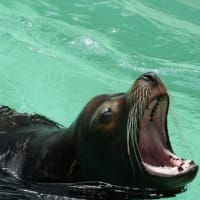 千葉動物公園散策 