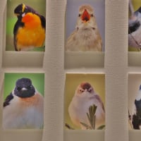 平城宮跡で野鳥写真展開催中！・・・夏鳥たちの小さな写真館