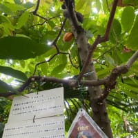 東京都薬用植物園へ