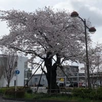 昭島でも桜が満開