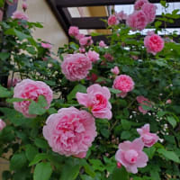 ひとときの休息