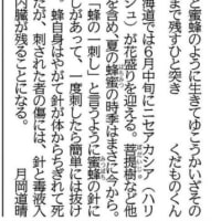 真夏日と新北のうた暦と