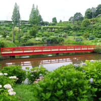 津市「かざはやの里の紫陽花」見てきました～(^^)  2025