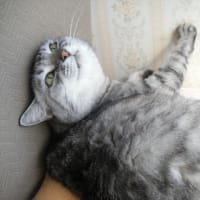 ぴゃあこ１１回目の家族記念日。