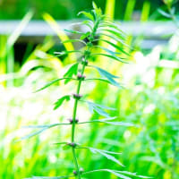 カワラナデシコ、バッタ、メハジキ（板橋区立赤塚植物園 2025.7.13 撮影）