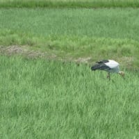 コウノトリに出会う