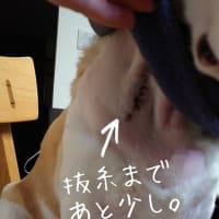 てんてん術後経過。