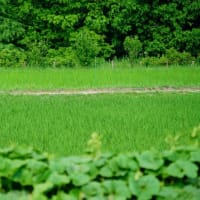 タチアオイとカマキリ（足立区都市農業公園 2025.7.6 撮影）