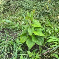 大和芋、出揃う