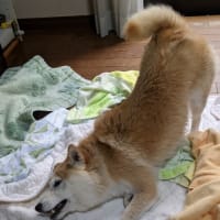 シャンプー