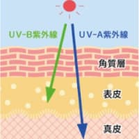 【豆知識】シワの原因は「紫外線」って知ってた？