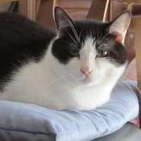 ハチワレ(=^・^=)　ソラ