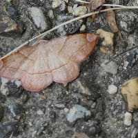 ７日、十二坊蓮臺寺から大徳寺、船岡山への散歩で猛暑日だより＆癌治療