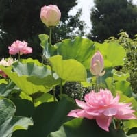 大船フラワーセンターへ